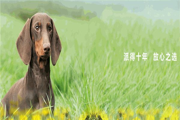 派得宠物食品