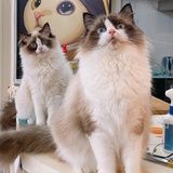 WendyCat猫舍