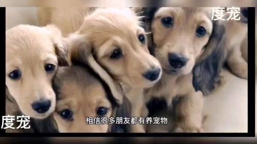 宠物超度：如何为逝去的宠物送别？宠物超度的仪式和方式