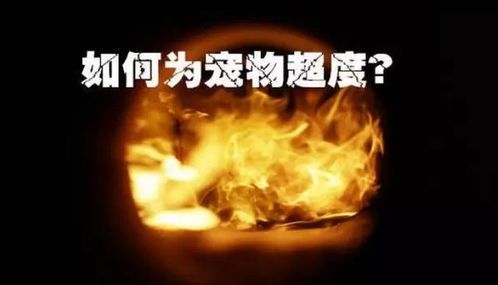宠物超度：如何为逝去的宠物送别？宠物超度的仪式和方式