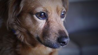 宠物超度：如何为逝去的宠物送别？宠物超度的仪式和方式
