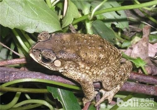 宠物蟾蜍：养护指南与常见问题解答？如何正确喂养、防止疾病、应对蟾蜍逃跑等