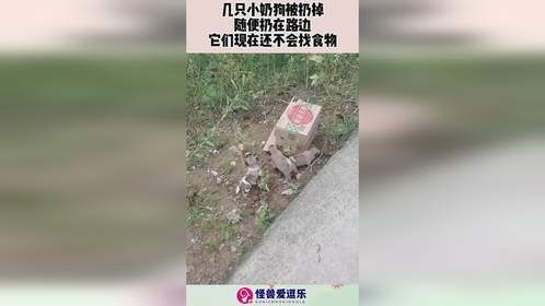 几只小奶狗被扔掉，随便扔在路边，它们现在还不会找食物！