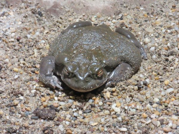 sapo bufo alvarius