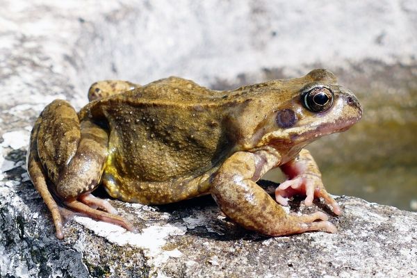 sapo verde