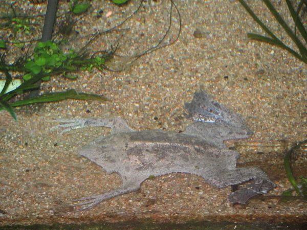 cómo es el sapo de Surinam