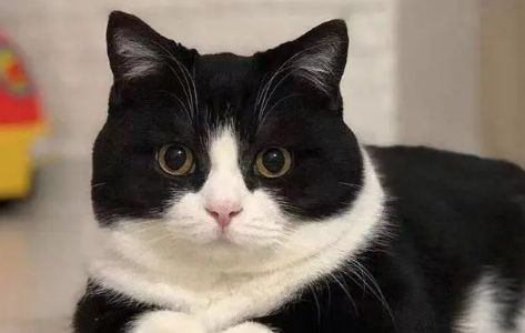 养奶牛猫十大忌讳
