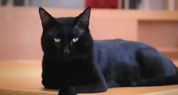 中华田园猫的魅力与多面性格探秘