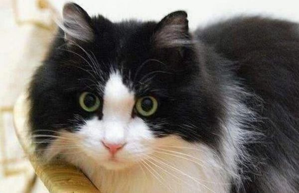 这么好看的奶牛猫，为什么很少人养？