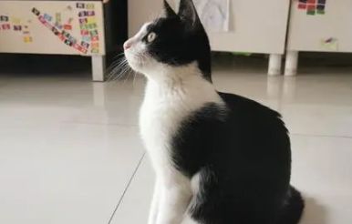 本文带来你详细了解下：奶牛猫