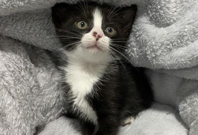 本文带来你详细了解下：奶牛猫
