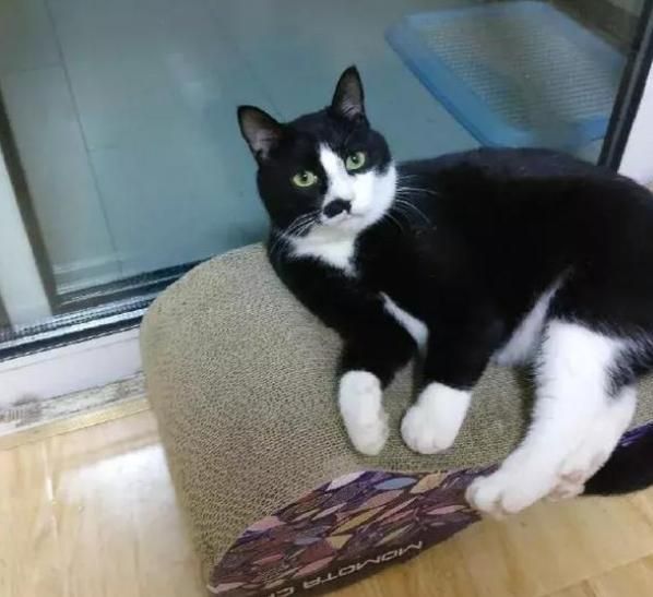 奶牛猫是猫界一股泥石流？看了这些图……网友：明白了