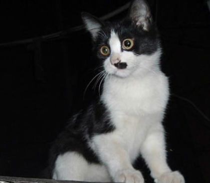 奶牛猫是猫界一股泥石流？看了这些图……网友：明白了