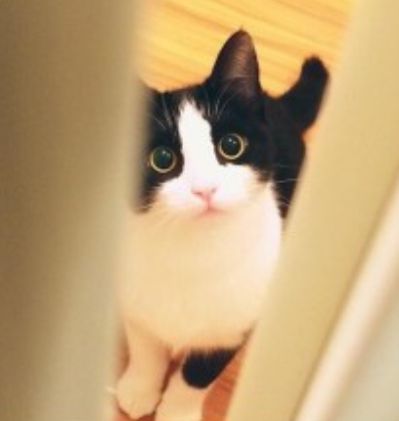 奶牛猫是猫界一股泥石流？看了这些图……网友：明白了