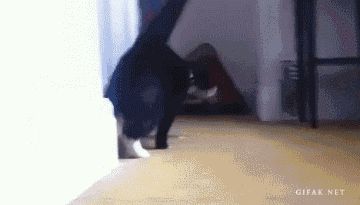 奶牛猫是猫界一股泥石流？看了这些图……网友：明白了