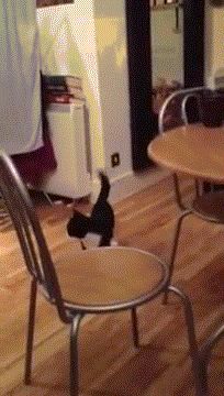 奶牛猫是猫界一股泥石流？看了这些图……网友：明白了