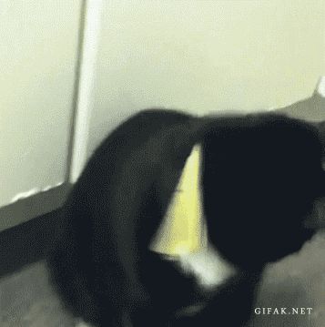 奶牛猫是猫界一股泥石流？看了这些图……网友：明白了