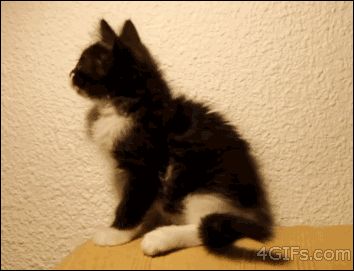 奶牛猫是猫界一股泥石流？看了这些图……网友：明白了