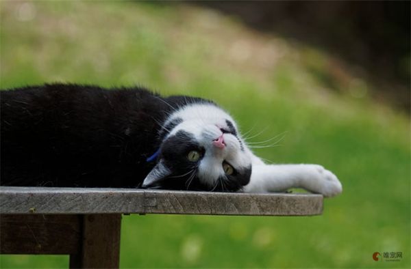 为什么越来越多的人养奶牛猫 适合新手吗