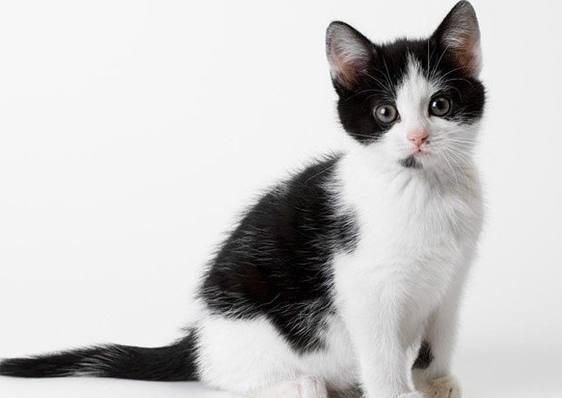 收养了一只奶牛猫，喂养3个月后，闺蜜一看狂笑不止：这是猫？
