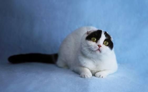 收养了一只奶牛猫，喂养3个月后，闺蜜一看狂笑不止：这是猫？