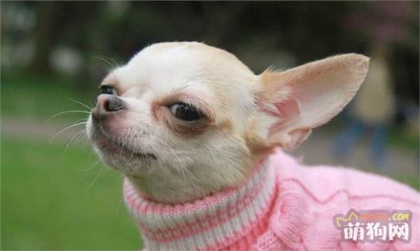 吉娃娃犬有坚韧的意志，聪明而且极其忠诚，动作敏捷，十分勇敢