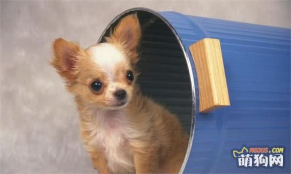 吉娃娃犬有坚韧的意志，聪明而且极其忠诚，动作敏捷，十分勇敢