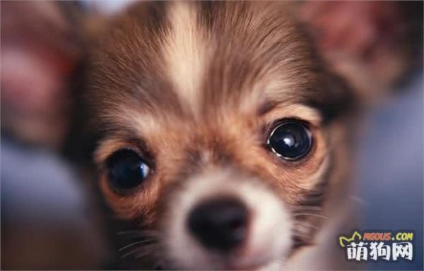 吉娃娃犬有坚韧的意志，聪明而且极其忠诚，动作敏捷，十分勇敢