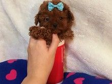 哈尔滨 吉娃娃价格 品相出众纯种健康 可签协议