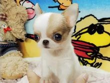 哈尔滨纯种吉娃娃出售 犬舍直销 香坊吉娃娃价格合理