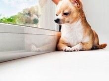 哈尔滨专业售卖吉娃娃犬 全国发货 江北吉娃娃价格合理