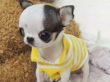 哈尔滨专业售卖吉娃娃犬 全国发货 五常吉娃娃价格合理