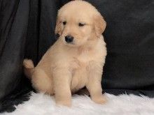 吉娃娃的价格 多少钱一只 哈尔滨宠物幼犬出售
