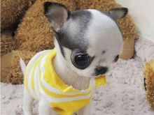 哈尔滨专业售卖吉娃娃犬 全国发货 依兰吉娃娃价格合理