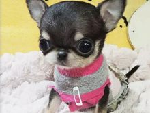 哈尔滨专业售卖吉娃娃犬 全国发货 呼兰吉娃娃价格合理