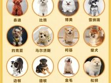 哈尔滨吉娃娃宠物狗价格 正规犬舍 纯种幼犬