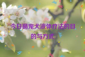 今日萌宠犬液体疗法的目的与方式