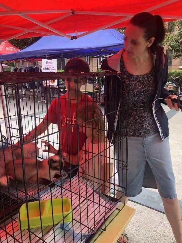 如何救助流浪狗流浪猫苏州市宠物救助中心