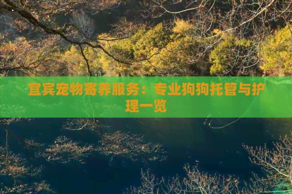 宜宾宠物寄养服务：专业狗狗托管与护理一览