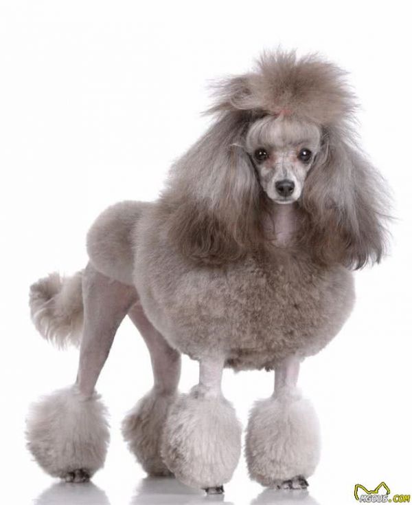犬类小知识-贵宾犬