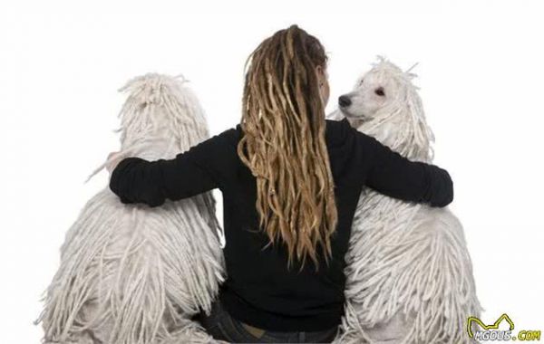 犬类小知识-贵宾犬