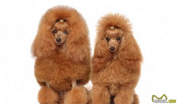 犬类小知识-贵宾犬