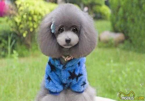 犬类小知识-贵宾犬