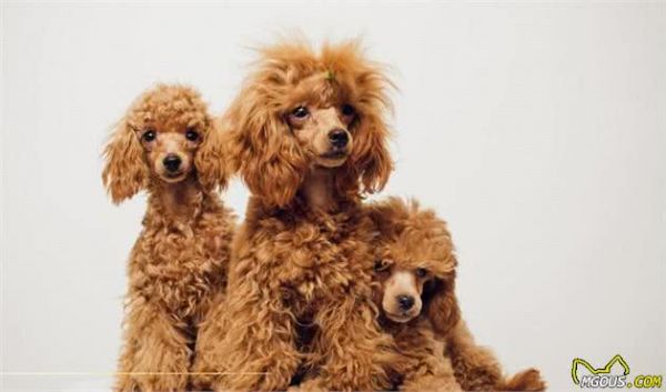 犬类小知识-贵宾犬