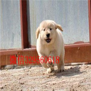 洛阳哪里有纯种金毛卖双血统大骨架金毛犬出售