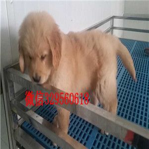 洛阳哪里能买到好的金毛双血统大骨架金毛犬金
