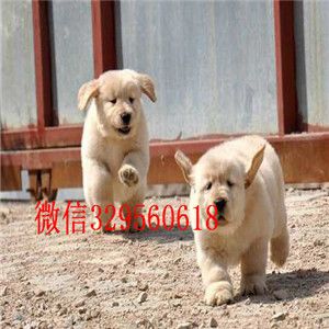 洛阳金毛多少钱一只买纯种金毛,金毛多少钱双