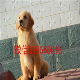  洛阳哪里出售金毛犬黄色金毛幼犬出售金毛多