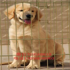  洛阳哪里卖金毛幼犬黄色金毛幼犬出售出售双