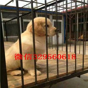  洛阳卖纯种金毛金毛犬价格忠诚金毛幼犬带证
